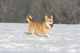 CORGI PEMBROKE 925